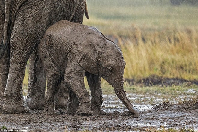 Những trận mưa tầm tã ở Maasai Mara, Kenya đã khiến mọi con đường ở vùng đất này trở nên lầy lội. Mẹ con nhà voi đã mất khá nhiều thời gian để vượt qua quãng đường khó khăn này. Voi con trượt ngã xuống đường và người dính đầy bùn đất.